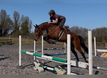 Zangersheide, Merrie, 5 Jaar, Roodbruin