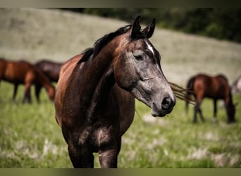 Zangersheide, Merrie, 5 Jaar, Schimmel