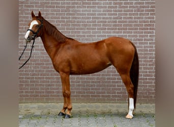 Zangersheide, Merrie, 6 Jaar, 141 cm, Vos