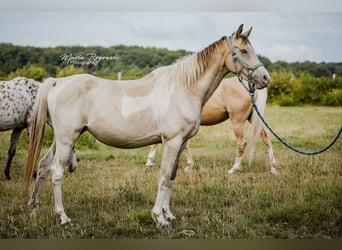 Zangersheide, Merrie, 6 Jaar, 155 cm, Champagne