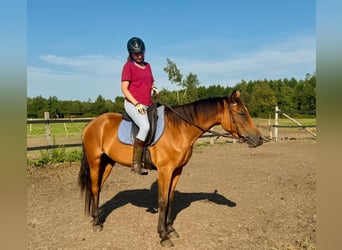 Zangersheide, Merrie, 6 Jaar, 156 cm, Bruin