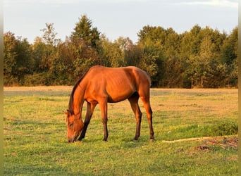 Zangersheide, Merrie, 6 Jaar, 156 cm, Bruin