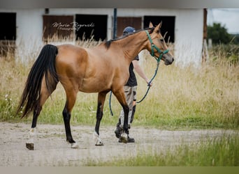 Zangersheide, Merrie, 6 Jaar, 157 cm, Buckskin