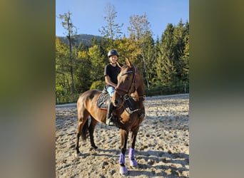 Zangersheide, Merrie, 6 Jaar, 158 cm, Bruin