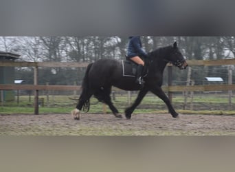 Zangersheide, Merrie, 6 Jaar, 160 cm, Donkerbruin