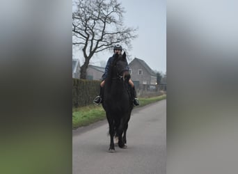 Zangersheide, Merrie, 6 Jaar, 160 cm, Donkerbruin