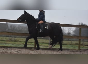 Zangersheide, Merrie, 6 Jaar, 160 cm, Donkerbruin