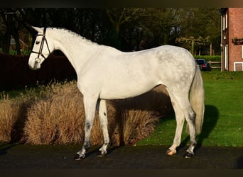 Zangersheide, Merrie, 6 Jaar, 160 cm, Schimmel