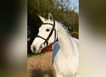 Zangersheide, Merrie, 6 Jaar, 160 cm, Schimmel