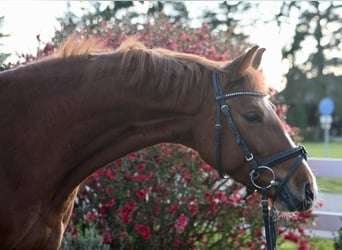 Zangersheide, Merrie, 6 Jaar, 160 cm, Vos
