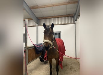 Zangersheide, Merrie, 6 Jaar, 162 cm, Bruin