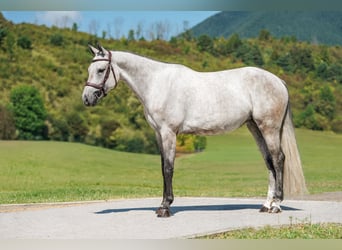 Zangersheide, Merrie, 6 Jaar, 162 cm, Schimmel
