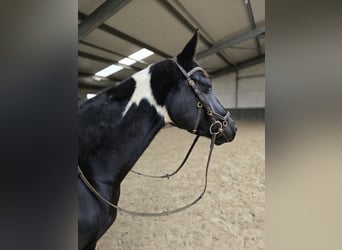 Zangersheide, Merrie, 6 Jaar, 162 cm, Tobiano-alle-kleuren