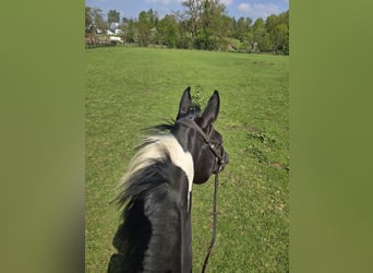 Zangersheide, Merrie, 6 Jaar, 162 cm, Tobiano-alle-kleuren