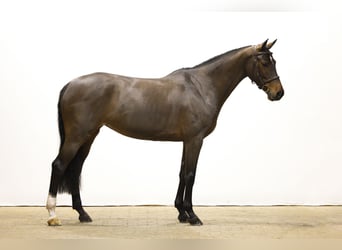Zangersheide, Merrie, 6 Jaar, 164 cm, Bruin