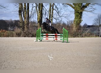 Zangersheide, Merrie, 6 Jaar, 164 cm, Donkerbruin