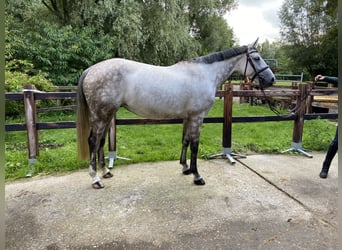 Zangersheide, Merrie, 6 Jaar, 164 cm, Schimmel