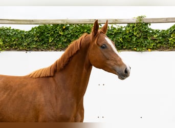 Zangersheide, Merrie, 6 Jaar, 164 cm
