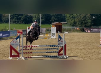 Zangersheide, Merrie, 6 Jaar, 164 cm, Zwart