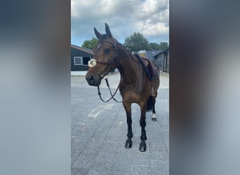 Zangersheide, Merrie, 6 Jaar, 165 cm, Bruin