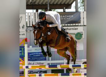 Zangersheide, Merrie, 6 Jaar, 165 cm, Bruin