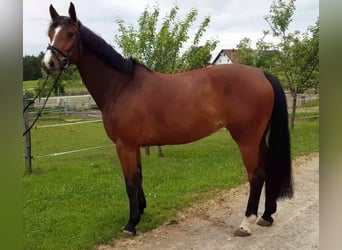 Zangersheide, Merrie, 6 Jaar, 165 cm, Bruin