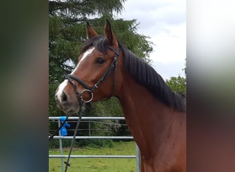 Zangersheide, Merrie, 6 Jaar, 165 cm, Bruin