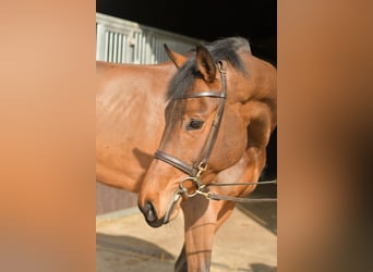 Zangersheide, Merrie, 6 Jaar, 165 cm, Bruin