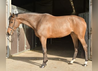 Zangersheide, Merrie, 6 Jaar, 165 cm, Bruin