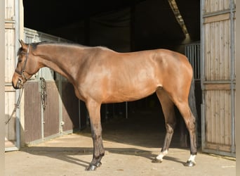 Zangersheide, Merrie, 6 Jaar, 165 cm, Bruin