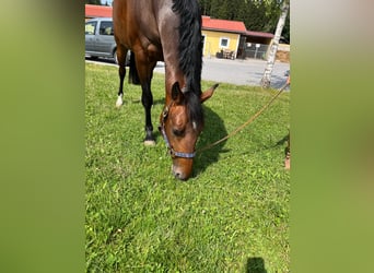 Zangersheide, Merrie, 6 Jaar, 165 cm, Bruin