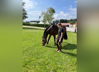 Zangersheide, Merrie, 6 Jaar, 165 cm, Bruin