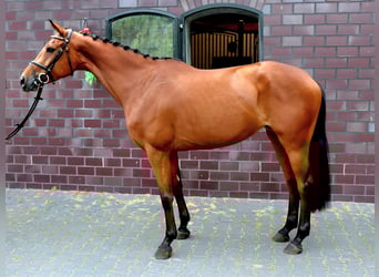 Zangersheide, Merrie, 6 Jaar, 166 cm, Bruin