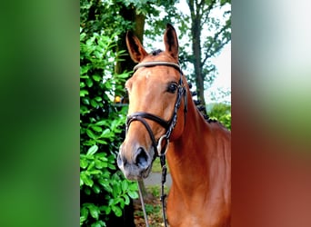 Zangersheide, Merrie, 6 Jaar, 166 cm, Bruin