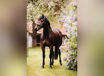 Zangersheide, Merrie, 6 Jaar, 166 cm, Donkerbruin