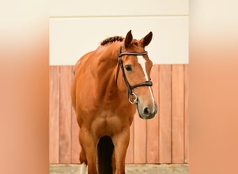 Zangersheide, Merrie, 6 Jaar, 166 cm