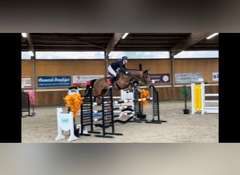 Zangersheide, Merrie, 6 Jaar, 167 cm, Bruin
