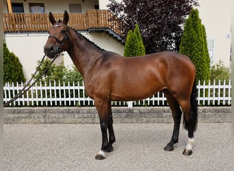 Zangersheide, Merrie, 6 Jaar, 167 cm, Bruin
