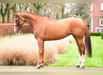 Zangersheide, Merrie, 6 Jaar, 167 cm, Vos