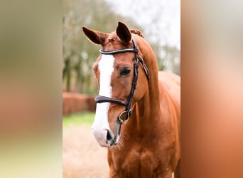 Zangersheide, Merrie, 6 Jaar, 167 cm, Vos