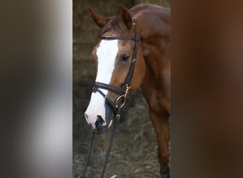 Zangersheide, Merrie, 6 Jaar, 167 cm, Vos