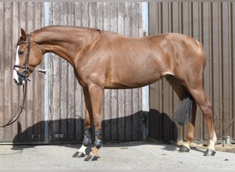 Zangersheide, Merrie, 6 Jaar, 167 cm, Vos