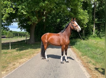Zangersheide, Merrie, 6 Jaar, 168 cm, Bruin