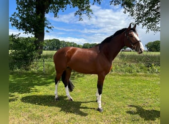 Zangersheide, Merrie, 6 Jaar, 168 cm, Bruin