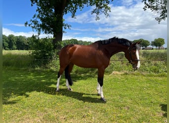 Zangersheide, Merrie, 6 Jaar, 168 cm, Bruin