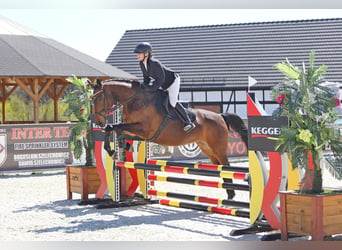 Zangersheide, Merrie, 6 Jaar, 168 cm, Bruin