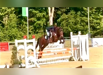 Zangersheide, Merrie, 6 Jaar, 168 cm, Bruin