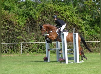 Zangersheide, Merrie, 6 Jaar, 168 cm, Bruin
