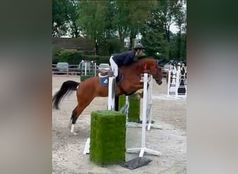 Zangersheide, Merrie, 6 Jaar, 168 cm, Donkerbruin