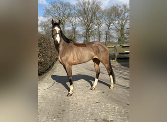 Zangersheide, Merrie, 6 Jaar, 168 cm, Donkerbruin